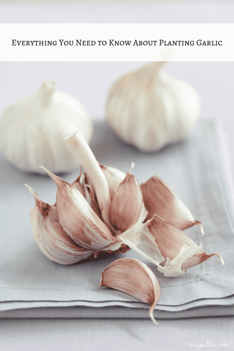 Everything You Need to Know About Planting Garlic