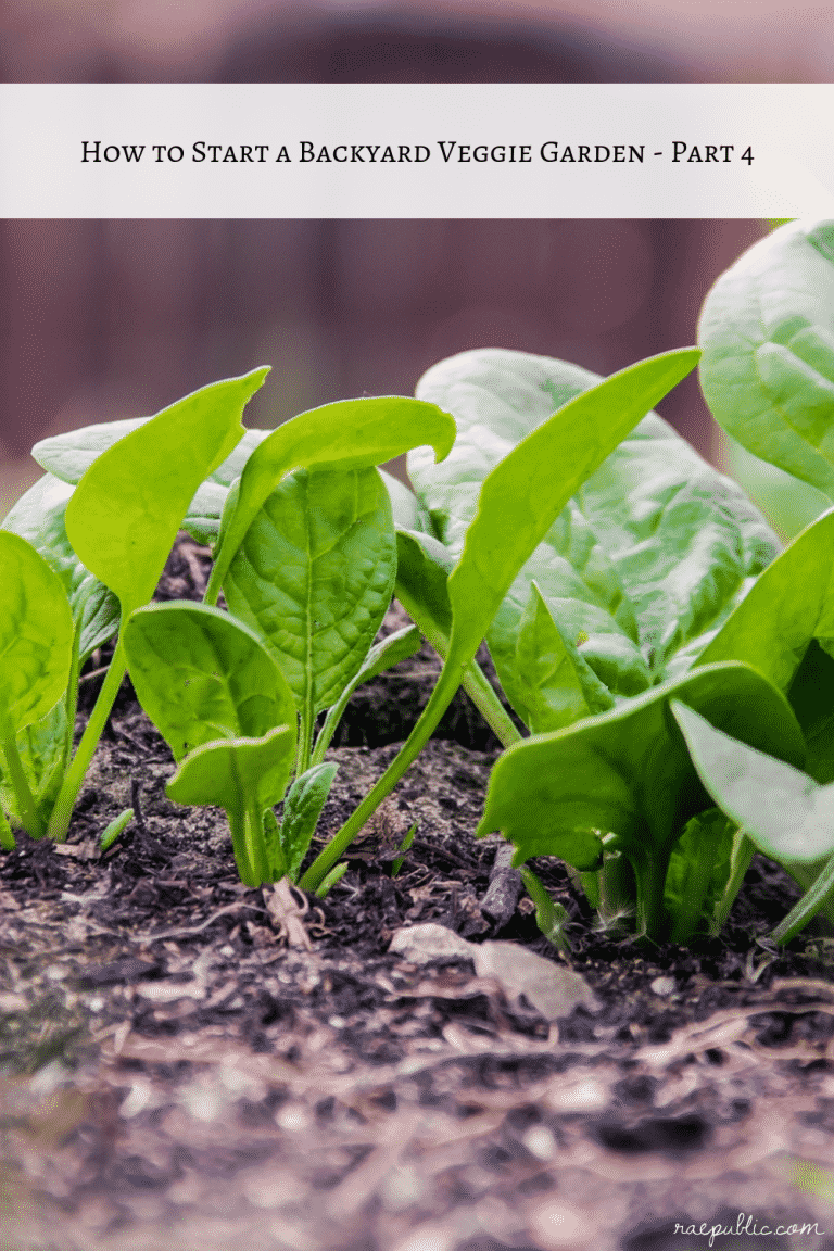 How to Start a Veggie Garden – Part 4