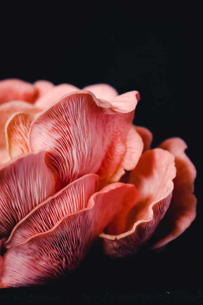 Close up of pink oyster mushroom.