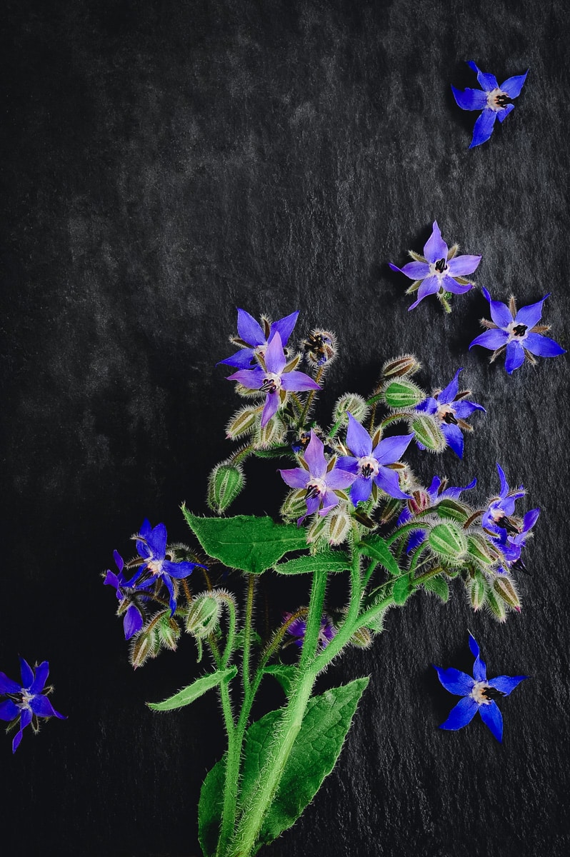 Bright blue borage flowers laying on slate. 