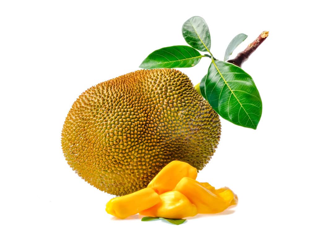 Full tan to green jackfruit with bold green leaves. Small pile to fresh jackfruit meat in front. 