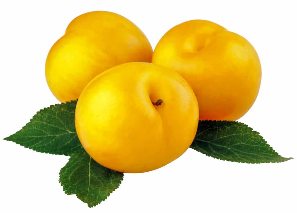 Three golden yellow plums with deep green leaves.