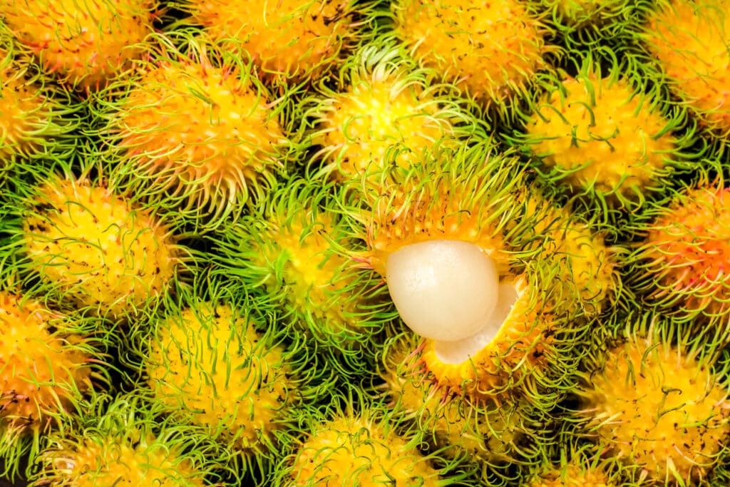 Bright yellow rambutan fruit with lime green spikes.