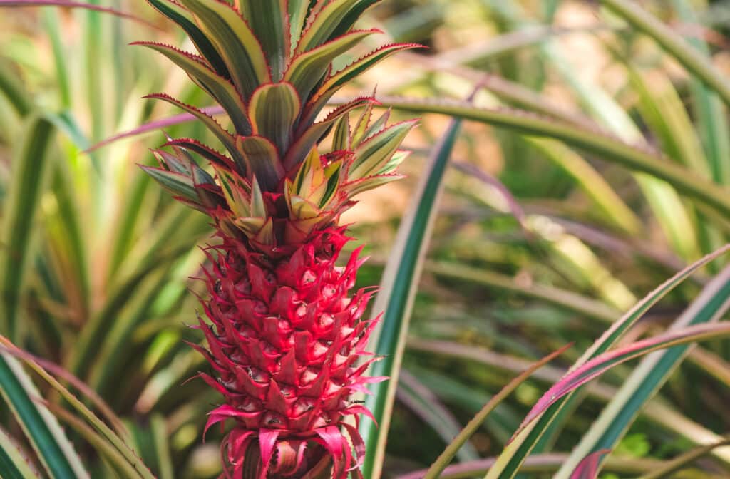 Red skinned pineapple growing on the plant.