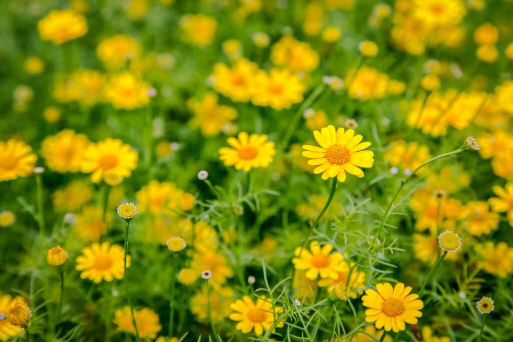 Dozens of growing yellow chamomile flowers with green stems. 