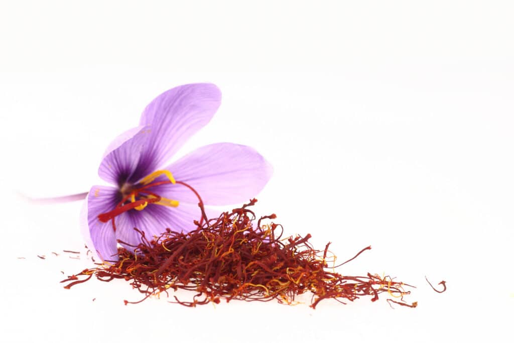 One saffron crocus flower with a small pile of saffron next to it.