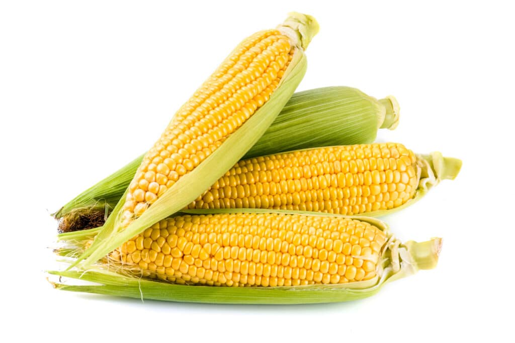 Four half peeled yellow corn on the cobs.