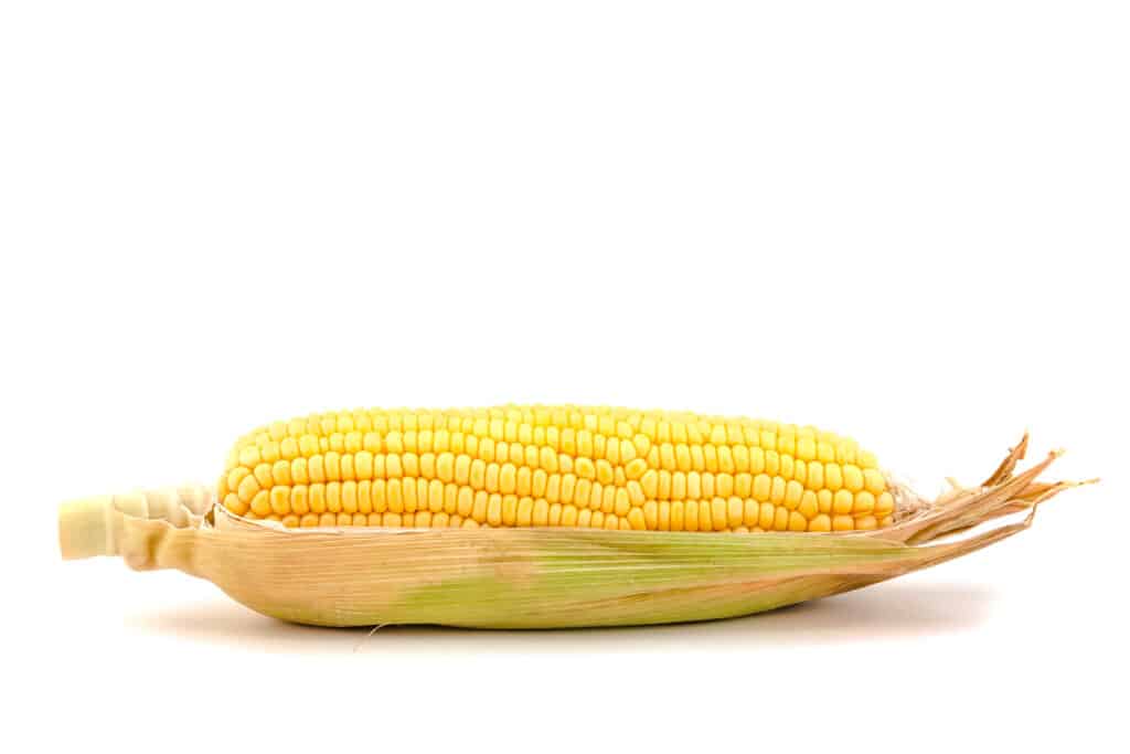 One half shucked corn on the cob.