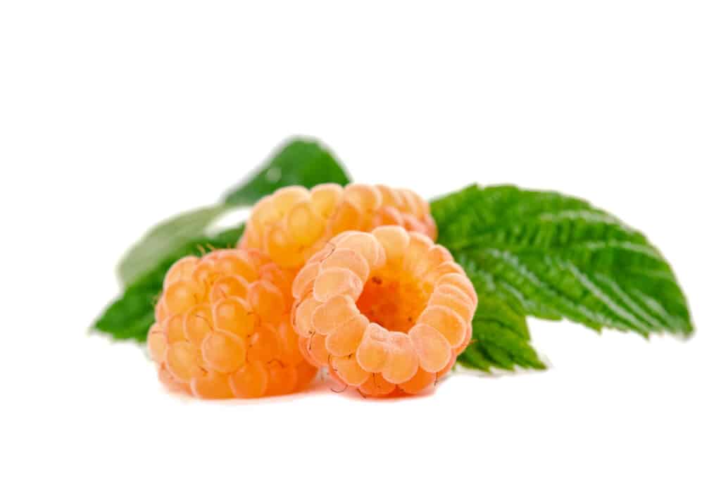 Three yellow to pink raspberries with vibrant green leaves.
