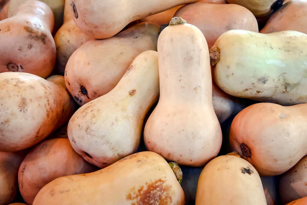 Pile of butternut squash of all sizes.