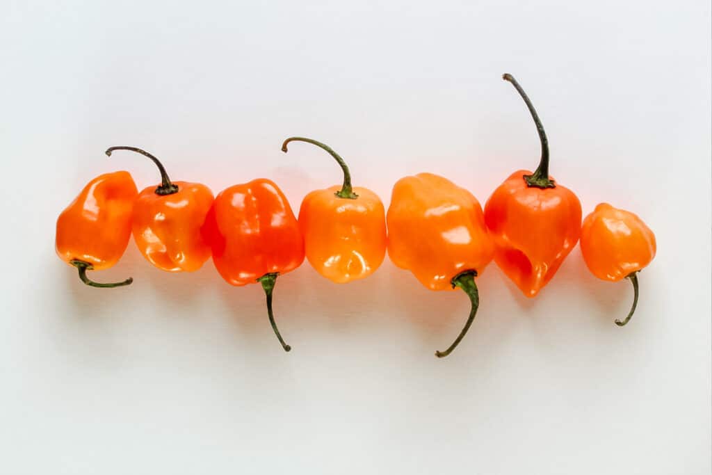 Orange habanero peppers in a line.