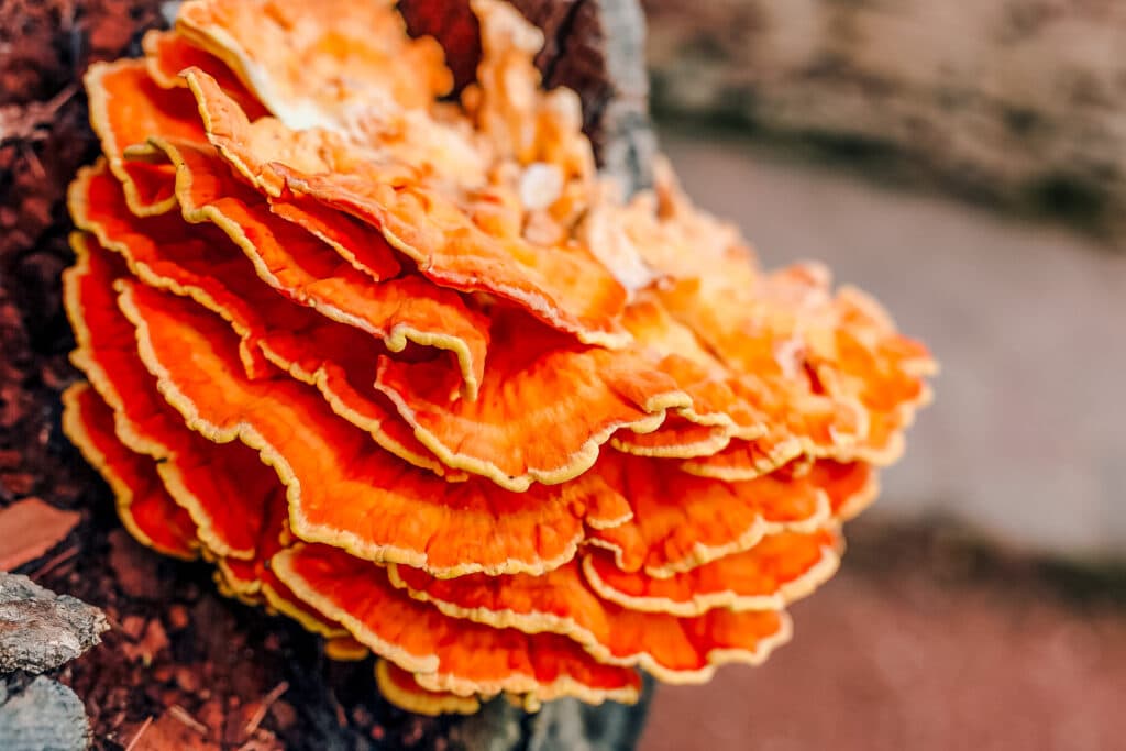 Chicken of the woods fungi growing on the side of a tree.