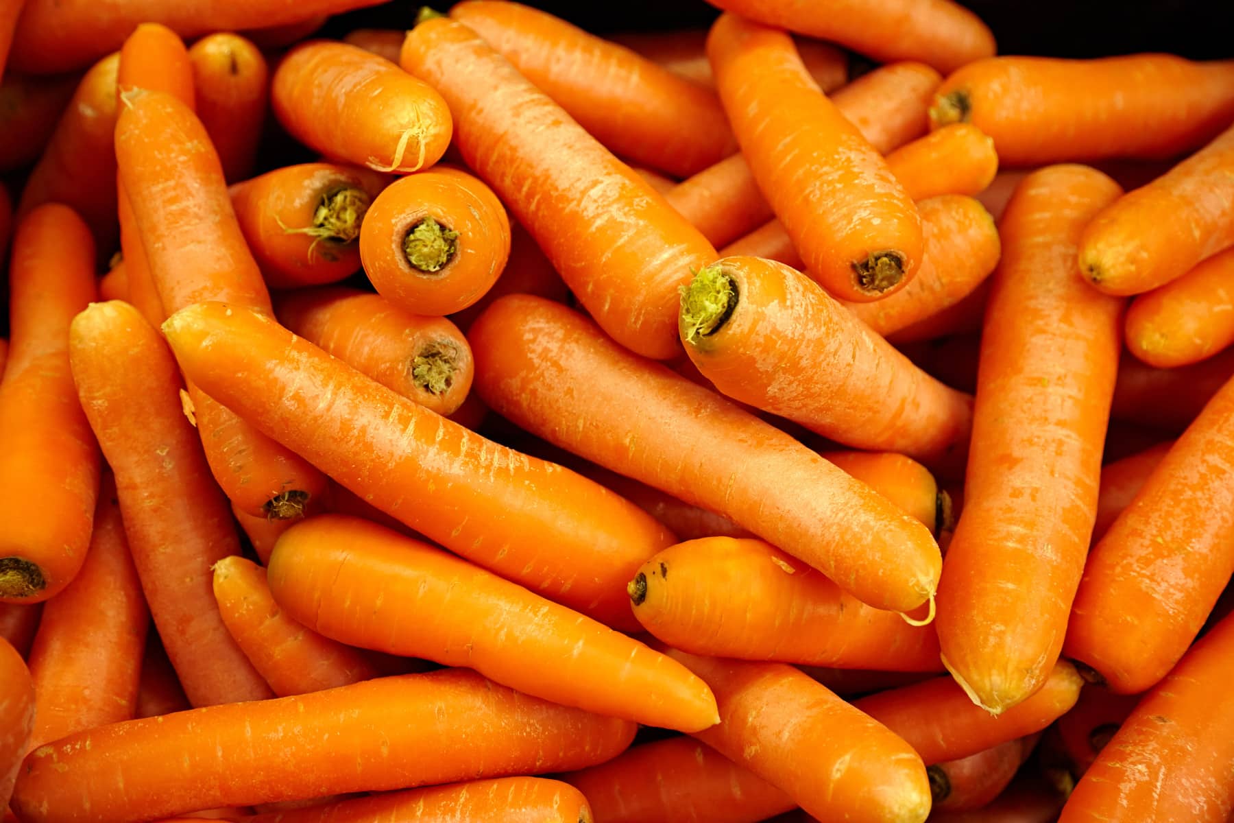 Pile or Koral Carrots covering the surface.