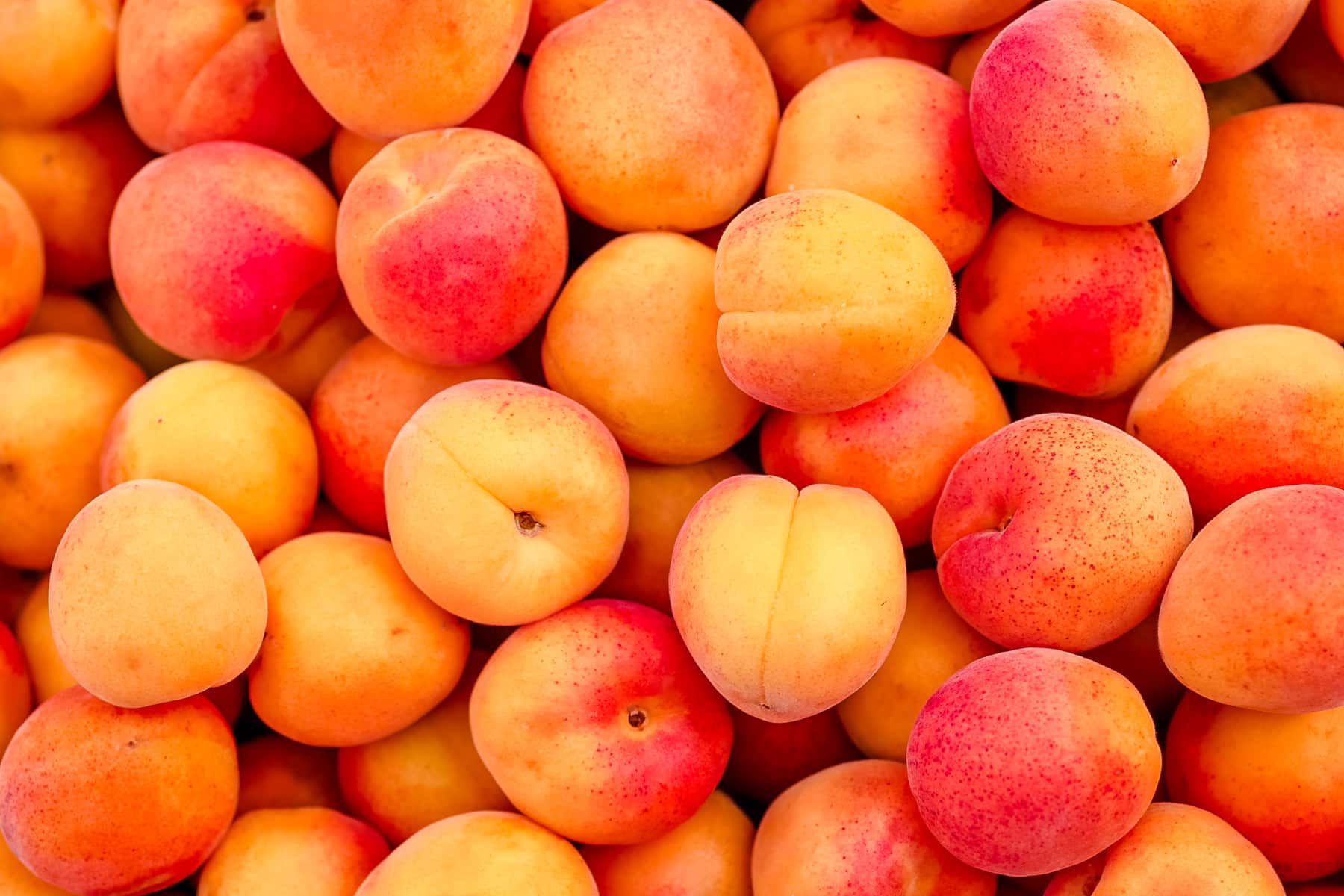 Tasty apricots of yellow, orange, and shades of red in a pile.