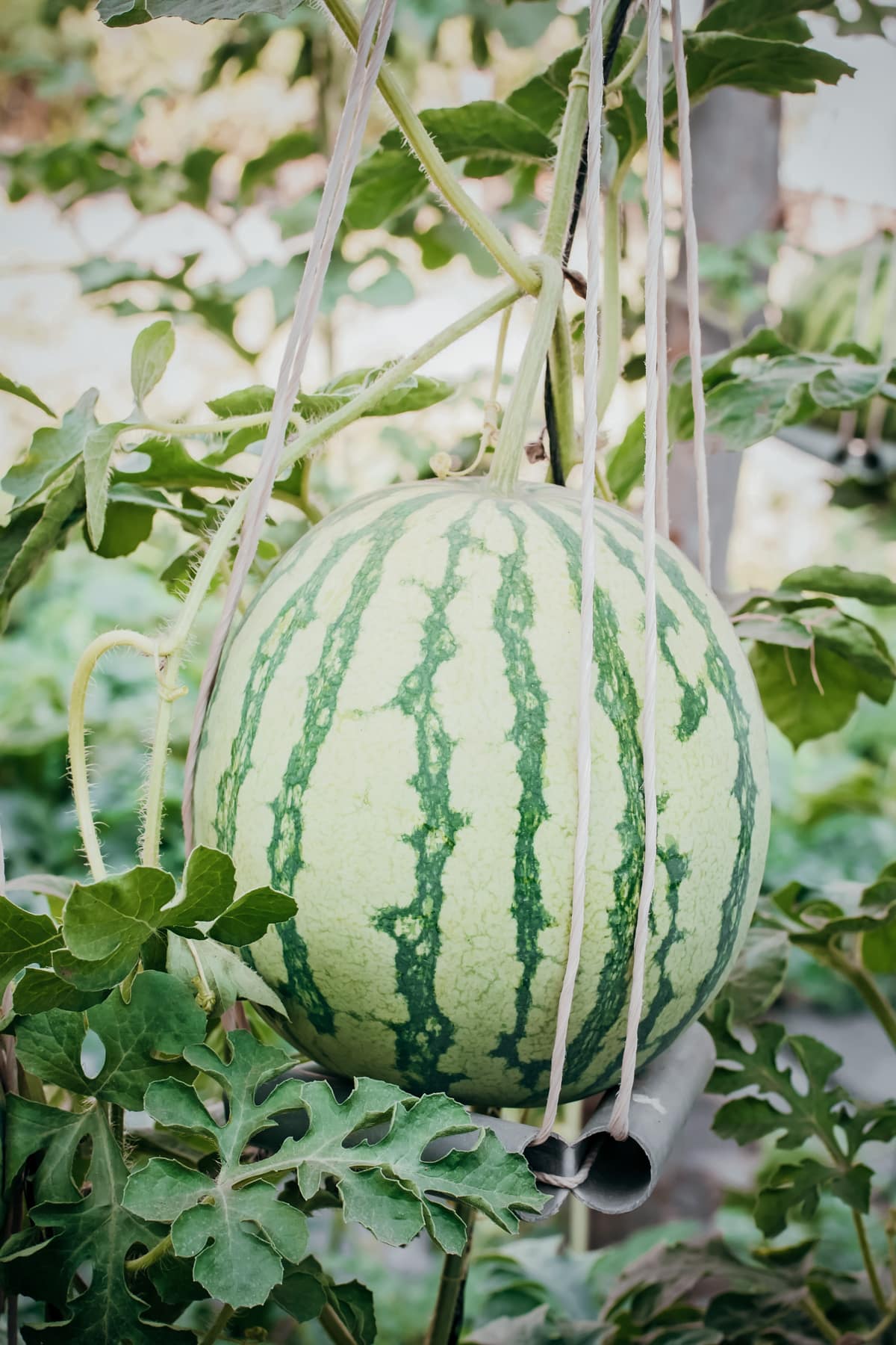 Light green watermelon growing vertically being supported by rope.
