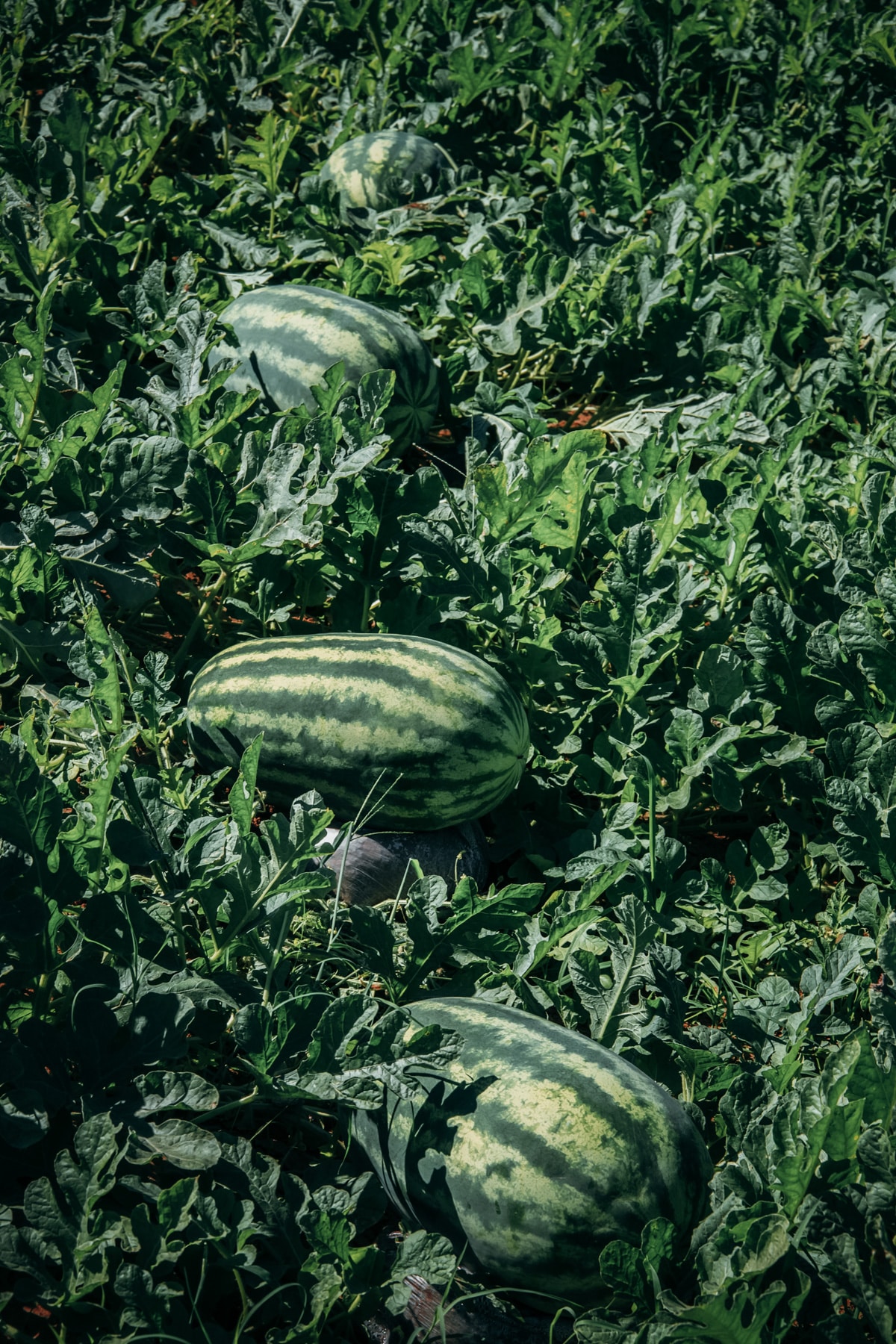 Four large oblong watermelons growing in a field. 