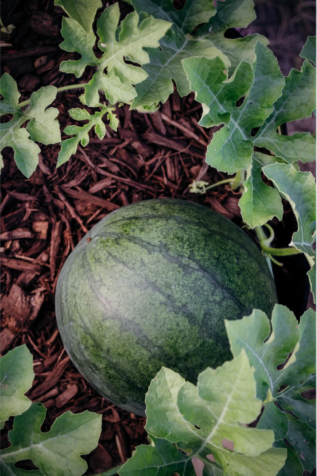 Large deep green watermelon with dark green almost black lines. 