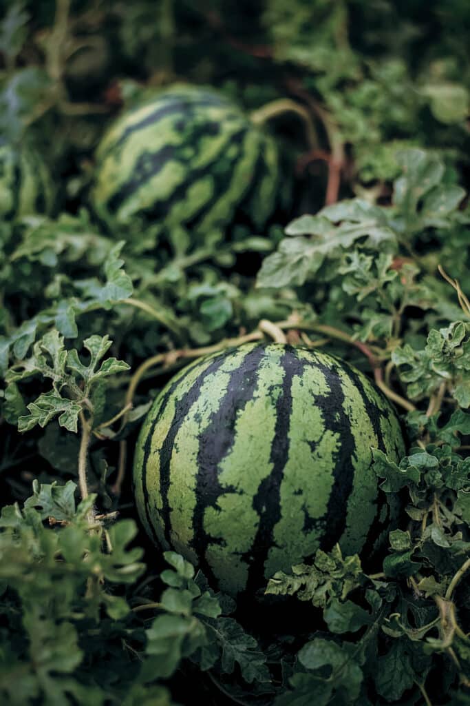 Two medium sized watermelons growing in a field.