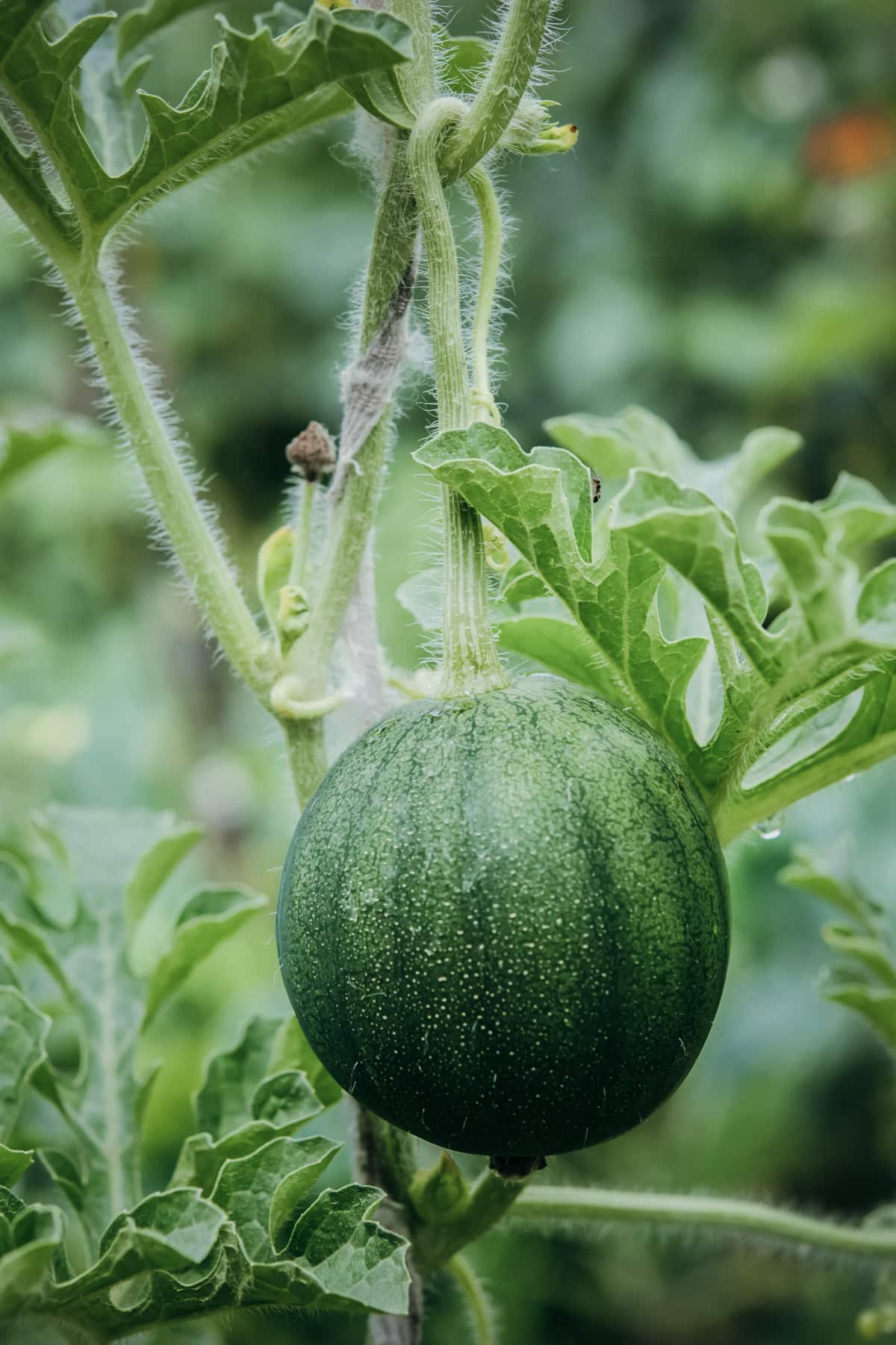 Single small watermelon growing vertically. 