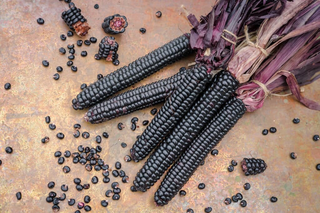 Mountain Morado black corn on the cob with vibrant purple husk.