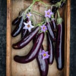 Small dark purple to black little fingers eggplants in a wooden box tray.