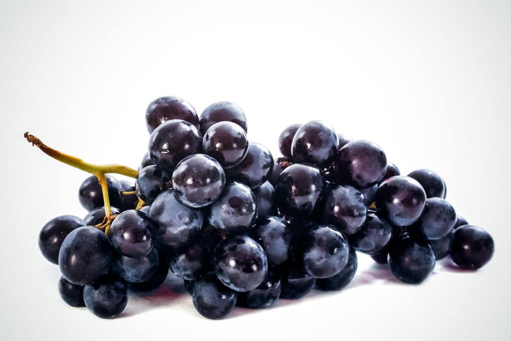 Cluster of black grapes on the stem.