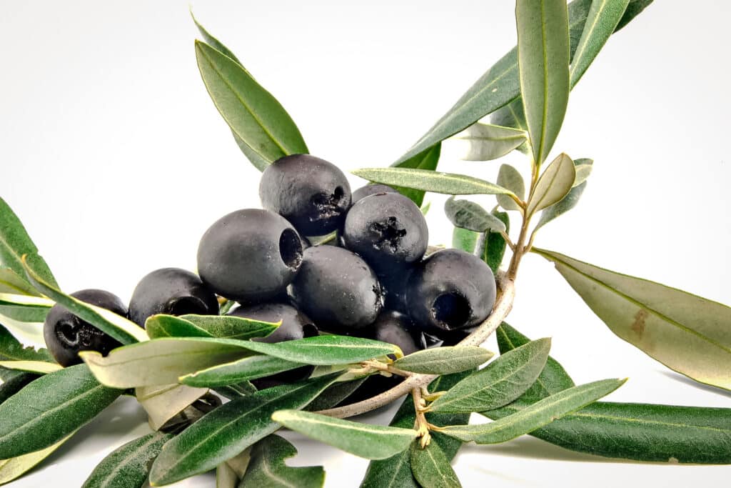 Black olives on the branch with green leaves.