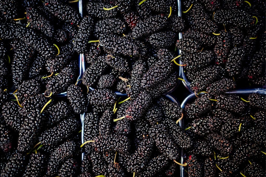 Pint sized produce containers overflowing with black mulberries.