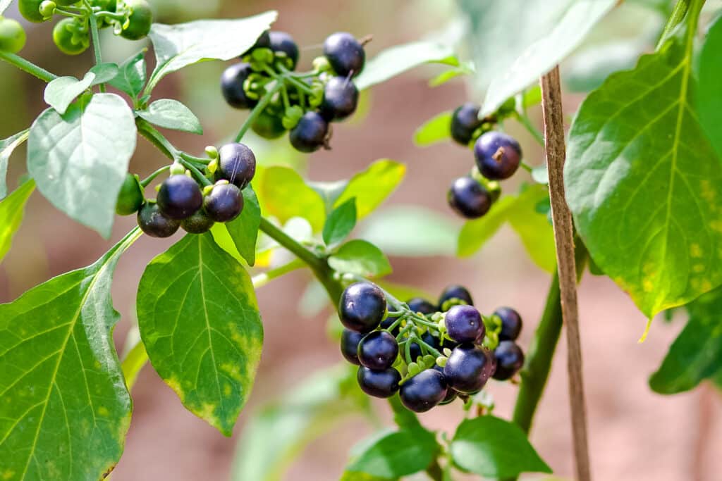 Black wonderberries on the branch with green leaves.