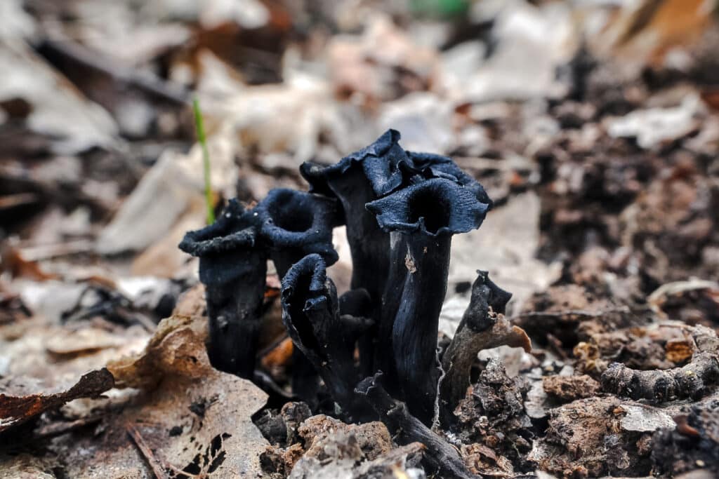 Cluster of black trumpet mushrooms growing out of the ground.