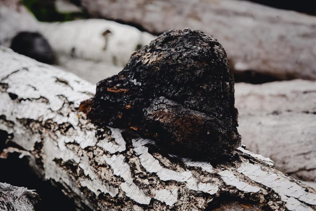 Large chaga mushroom on the side of a downed tree.