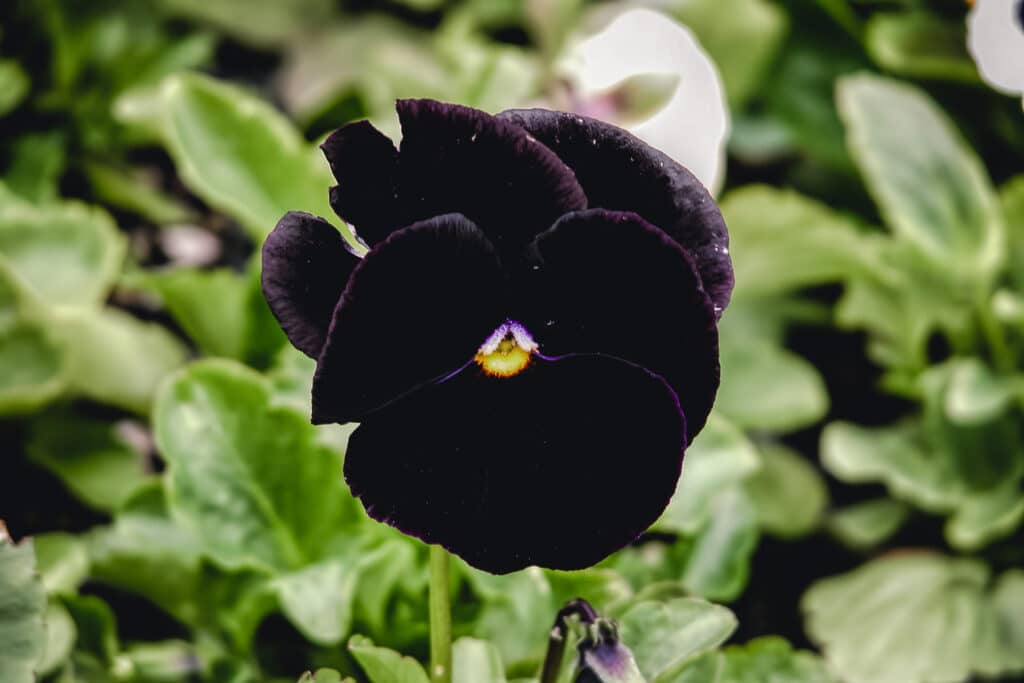 Stark black pansy growing in the garden.