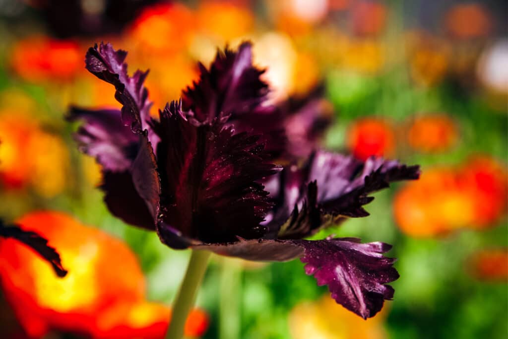 Purple-black ruffled edge parrot tulip growing amoungst orange flowers.