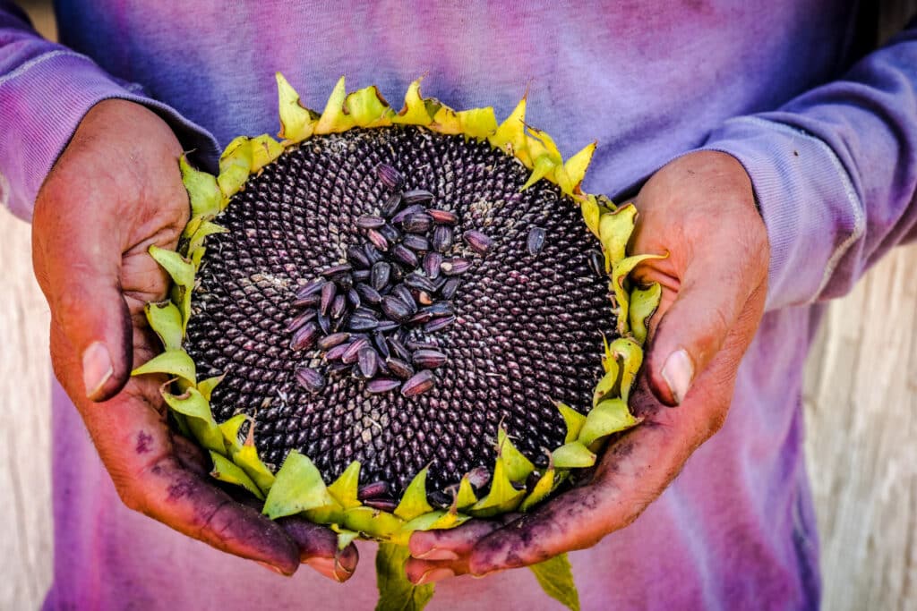 Hopi black dye sunflower with vibrant green leaves being held in a womans hands.