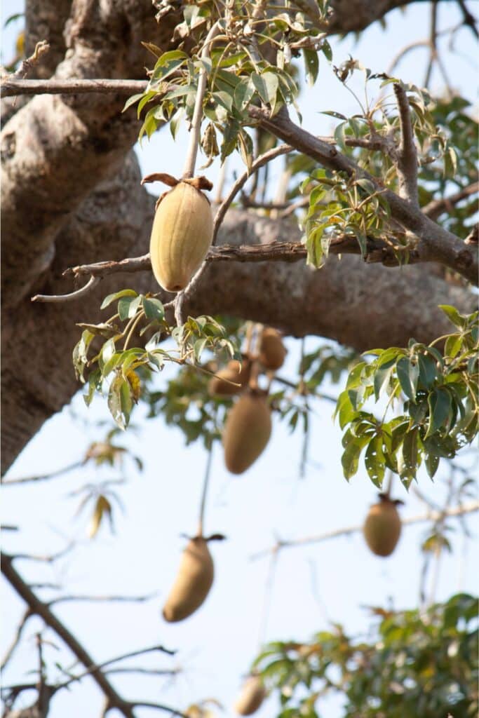 Baobab fruits hanging from a baobab tree.