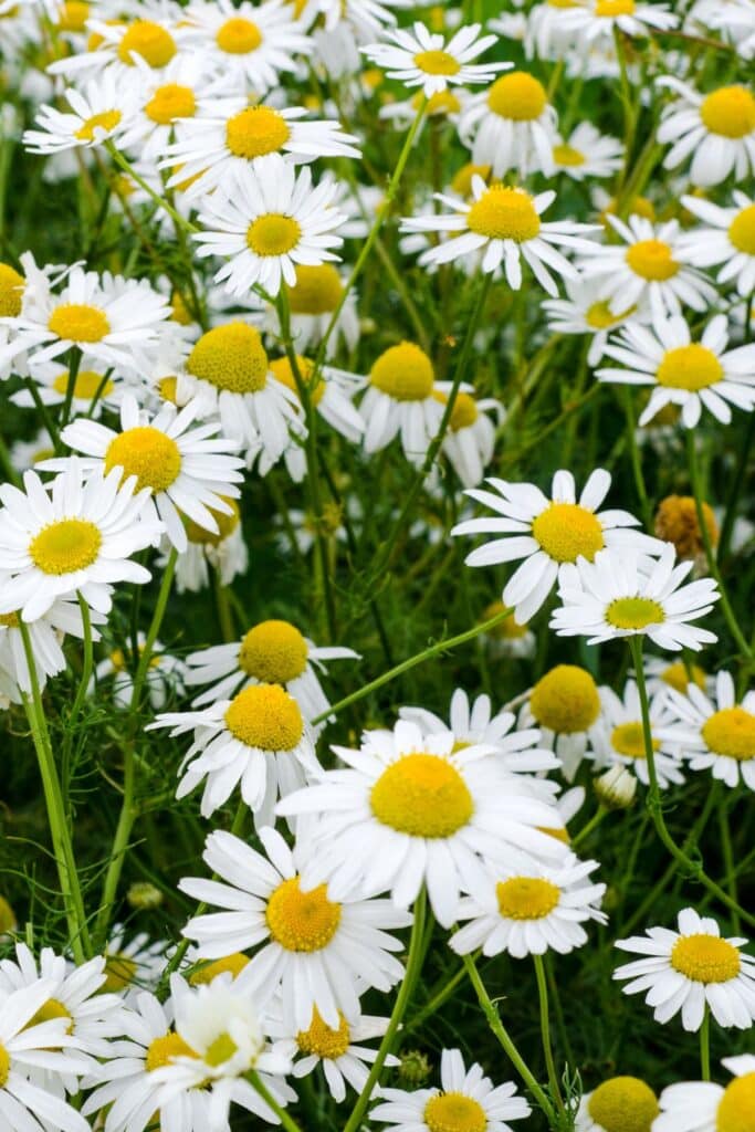 Garden of blooming chamomile flowers. 