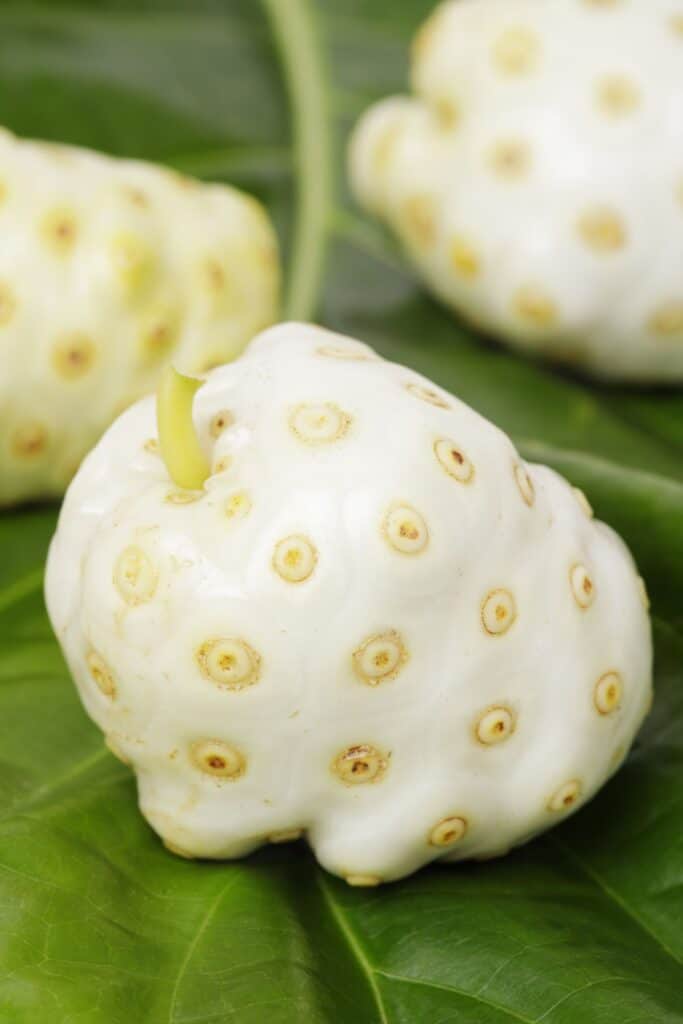 Bright white noni fruit with green leaves.