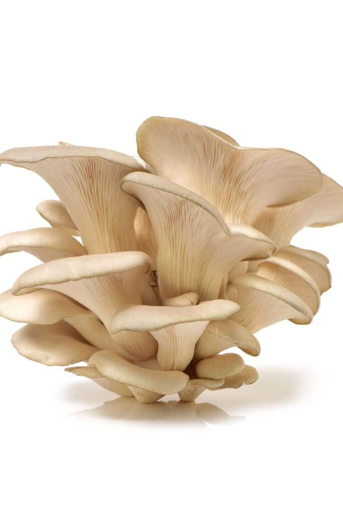 Pile of oyster mushrooms on a white surface.