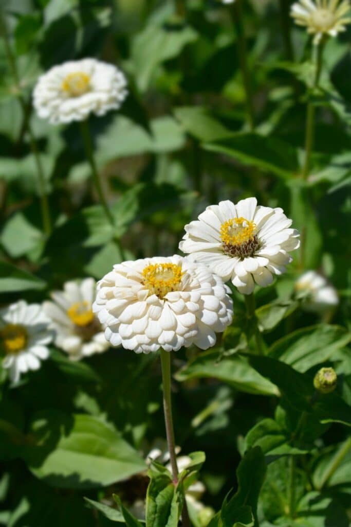 Blooming white zinnia flowers with green stems and leaves.