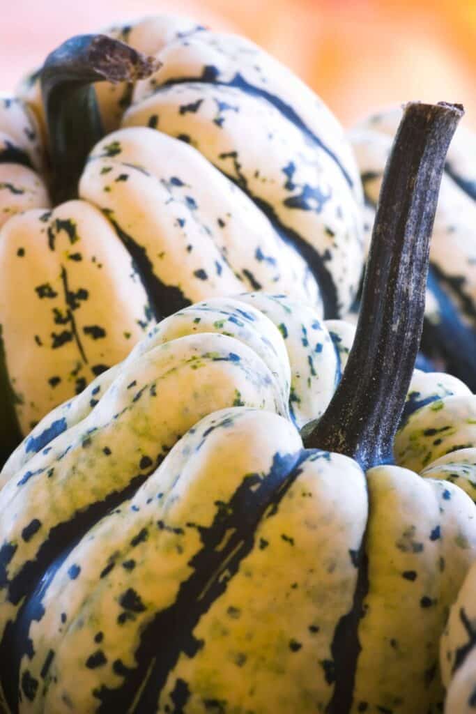 Pile of white sweet dumpling squash with green stripes.