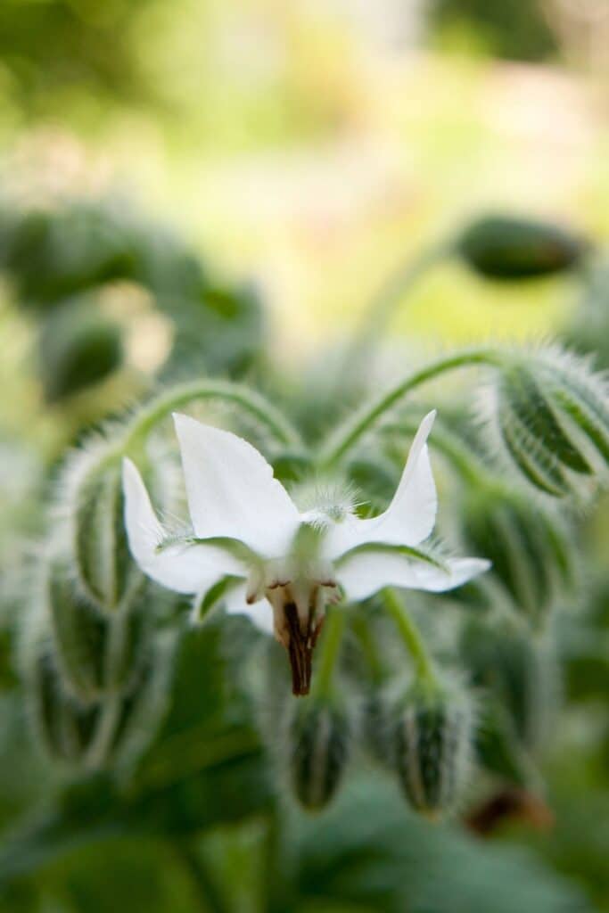 White borage flower with green stem. 
