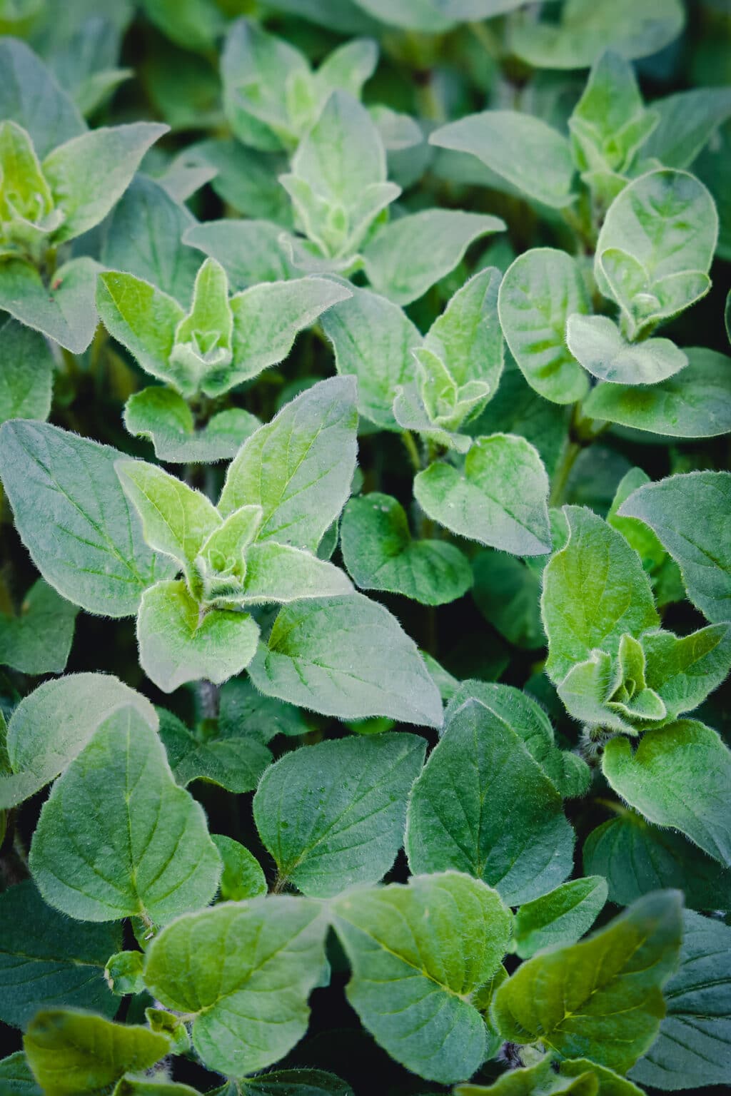 25 Best Substitutes for Oregano (Fresh And Dried Options) Raepublic