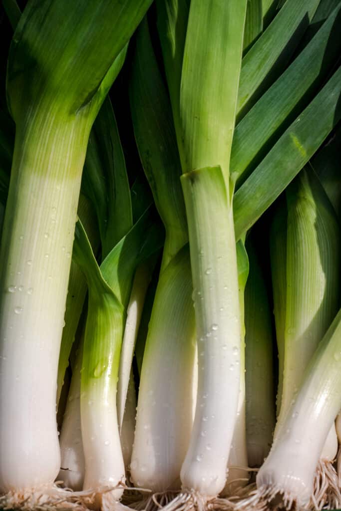 A close up of a bunch of green onions.